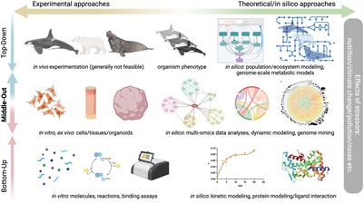 Ex vivo and in vitro methods as a platform for studying anthropogenic effects on marine mammals: four challenges and how to meet them